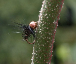 Black and Peacock Spider