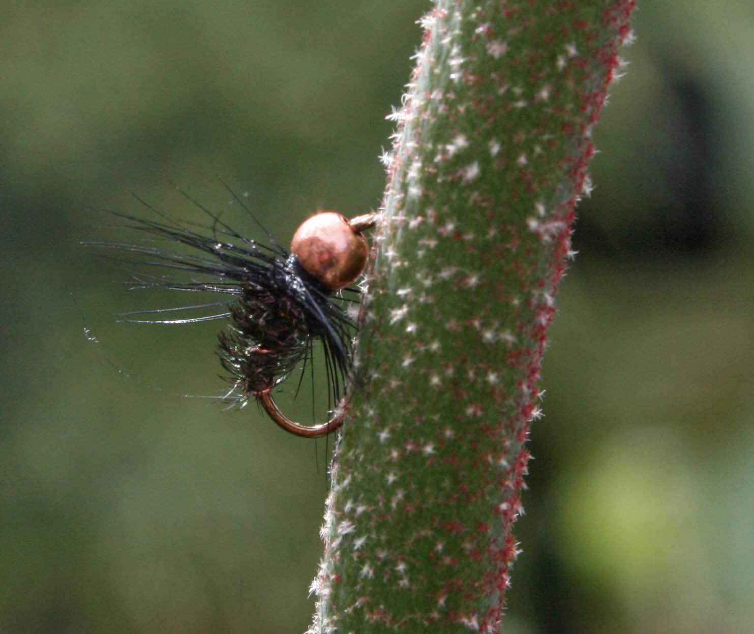 Spider Weed