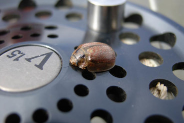 The Tasmanian Fly Fishing Season