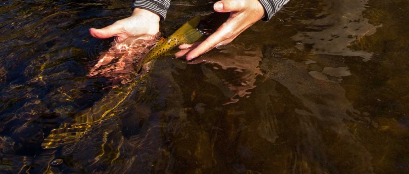 Tasmanian Autumn Fly Fishing Conditions