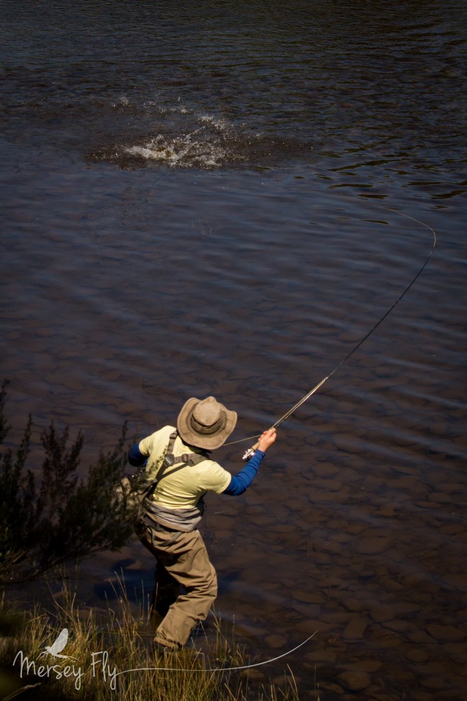 A ripper Tasmanian trout falls for the Pheasant Tail Black Spinner. Photo: Peter Broomhall