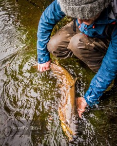 Tasmanian fly fishing with RiverFly 1864