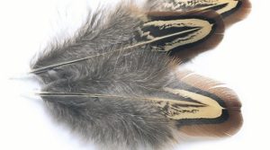 COCK PHEASANT SHOULDER Fly Fishing Feathers