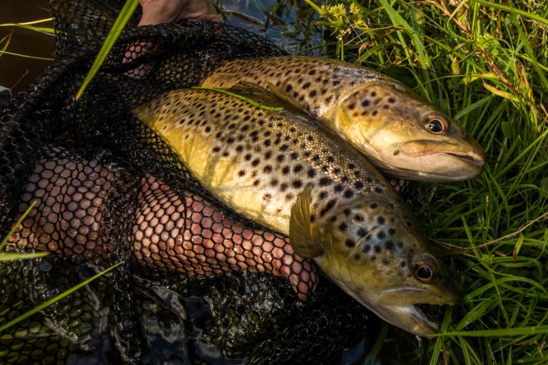 Mersey River fishing Tasmania
