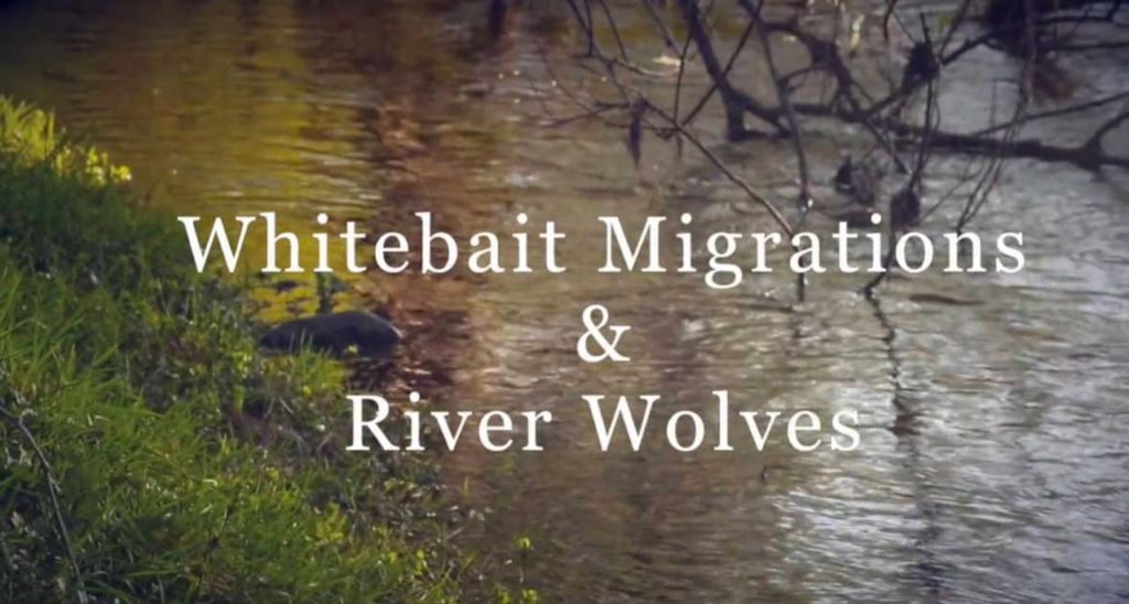 Whitebait Migrations & River Wolves