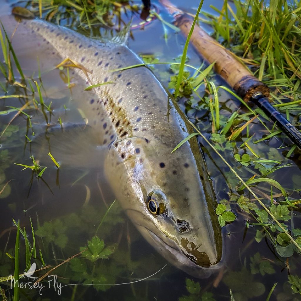 4lb trout landed on an 1864 Earthworm Fly