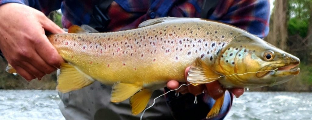 A ripper fish from the past week in Tasmania. Pic by RiverFly guide Peter Broomhall