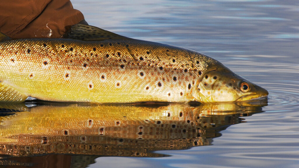 Tailing Tasmanian Trout.