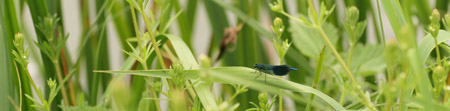 Demoiselle dragonfly, England