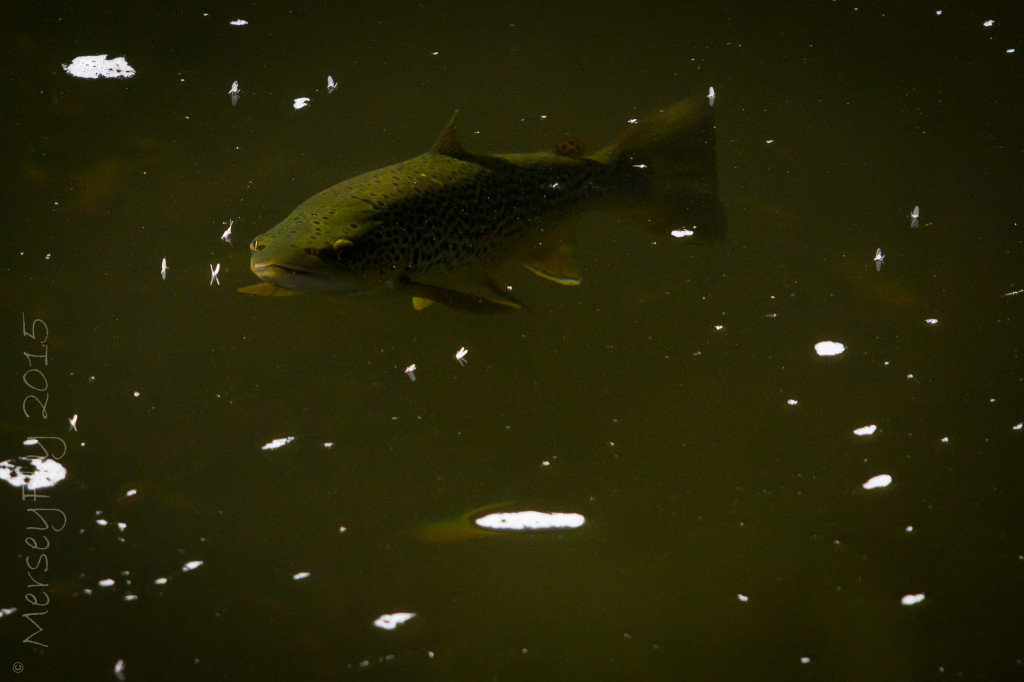 Wild brown trout on the mayfly