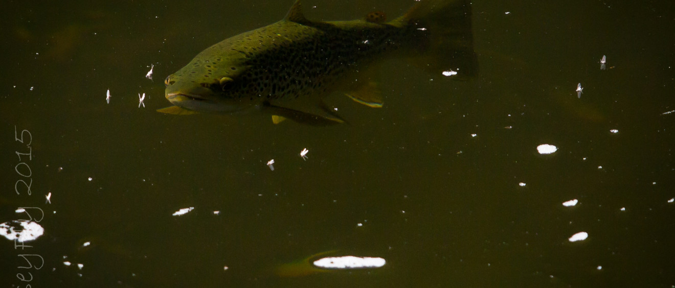 Wild brown trout on the mayfly
