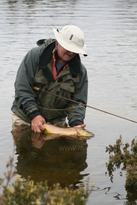 An early season brown trout, taken on a MK2 Fuzzle Bugger