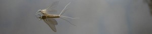 baetid mayfly dun