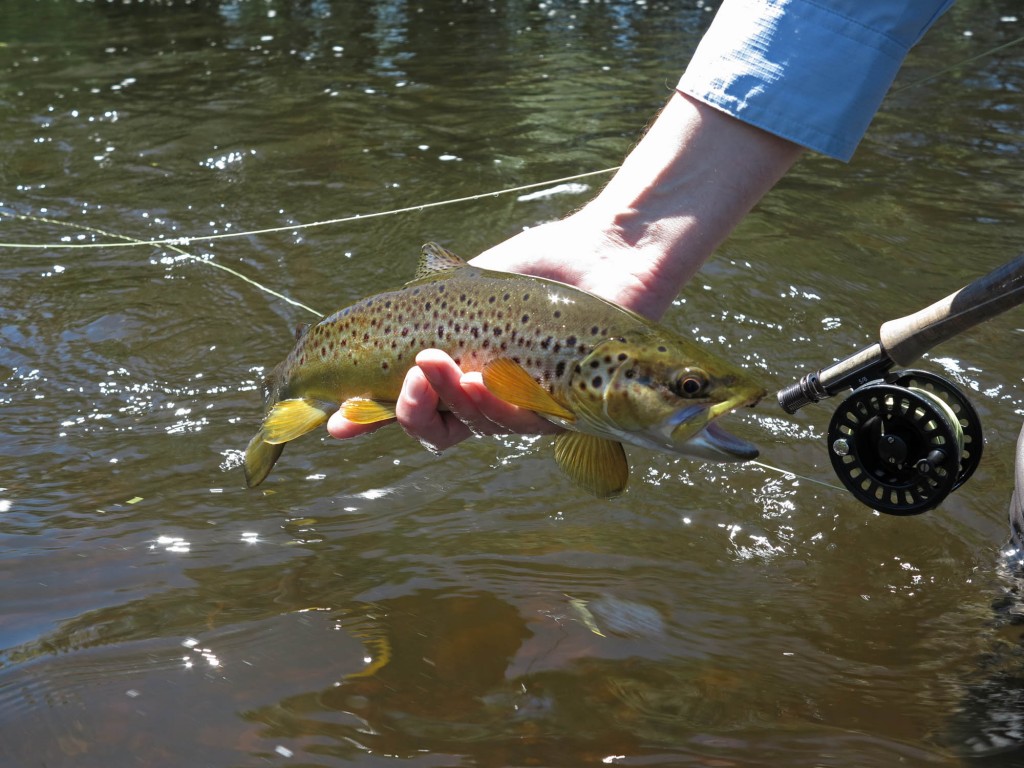 Fly fishing Tasmania during the past fortnight