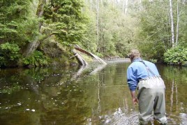 Tasmanian River Renaissance