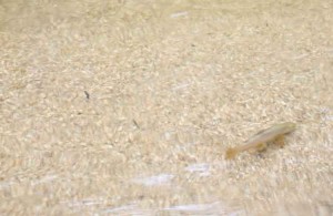 Tasmanian trout, polaroided and landed by RiverFly guests August 2009